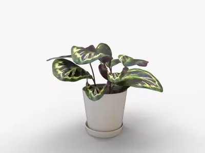 Calathea Medallion Stone 3D model