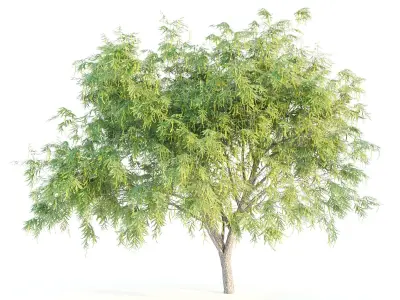 honey mesquite tree 3D model