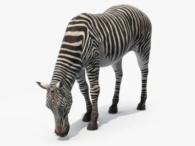  Zebra of Serengeti Eating 