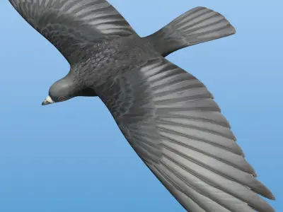  Bird For Flock Animation 