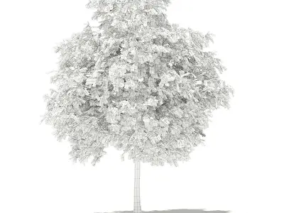 Pomelo Tree 3D model