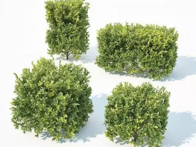 Buxus Sempervirens Nr7 Cubes 3D model
