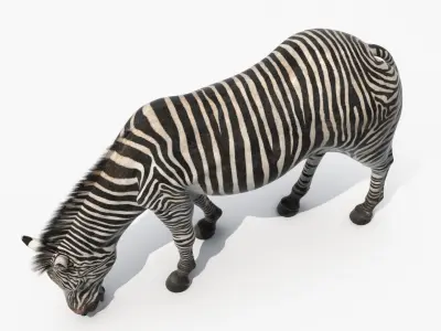  Plains Zebra Eating Fur 