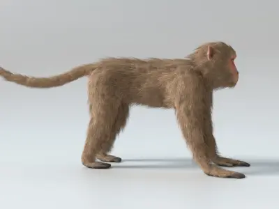  Monkey Animated 