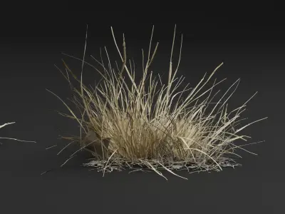 Grass Plant 3D model