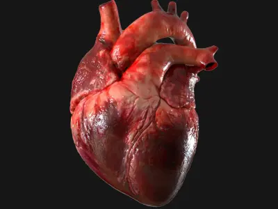  Human Heart Anatomy Animation 3D 