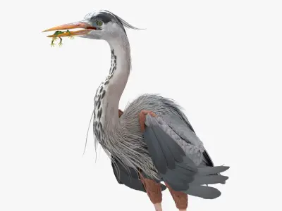  Predatory Heron with Frog For Blender 