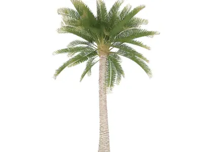 Palm Tree 3D model
