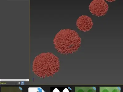 Boxwood round shaped 27 - 34cm 3D model