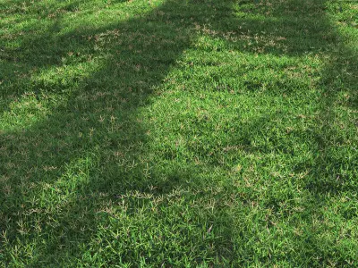 Bermuda grass 2 3D model