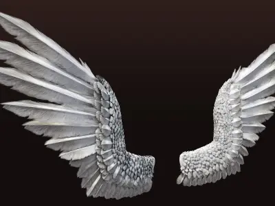  Pair of Bird Wing [C4D] 