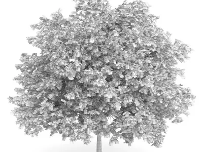 Maidenhair Tree Ginkgo biloba 3D model