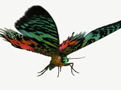 Madagascan Sunset Moth Low-poly 3D model