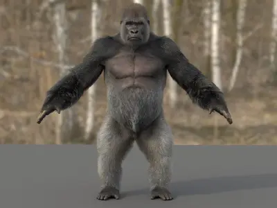  Gorilla 