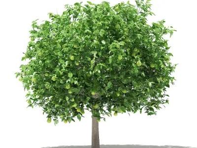 Pomelo Tree with Fruits 3D model