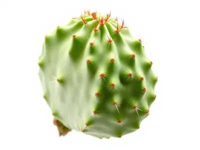 Cactus Model Pack with Detailed Spines and Textures Low-poly 3D model