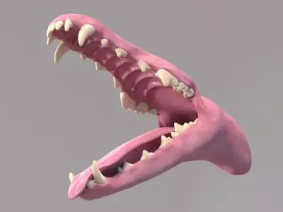 Dog Mouth 3D model