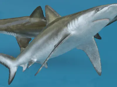  Realistic Bignose Shark Rigged 