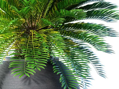 Beautiful Decorative Evergreen tall Palm Tree Garden Tall Vase 3D model