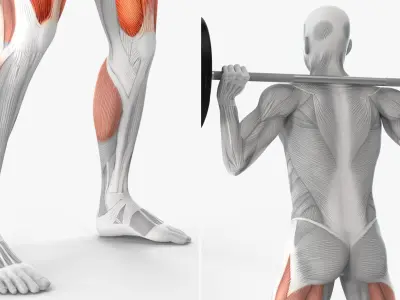  Male Muscular System Anatomy Squats 