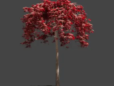 Japanese Maple Dissectum on stamm - Acer Japonicum Dissectum 3D model