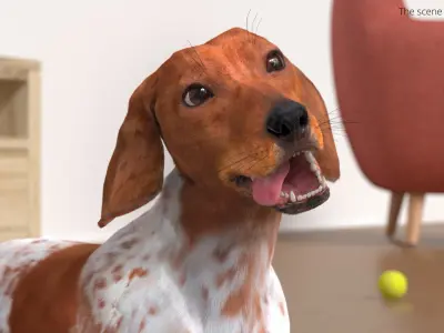  Dapple Dachshund Dog with Spotted Fur for Cinema 4D Rigged 