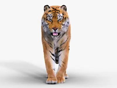  Tiger Rigged Fur 