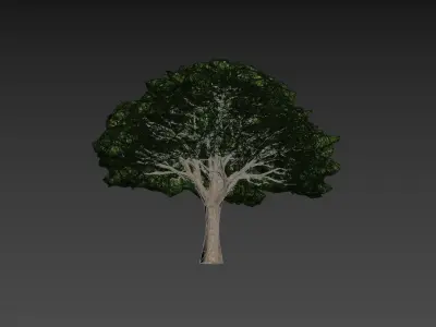 Low Poly Tree Stylish Low-poly 3D model