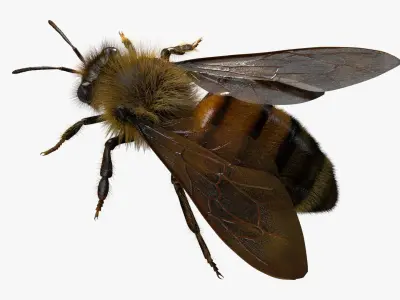  BeeRiggedAnimated 3D 