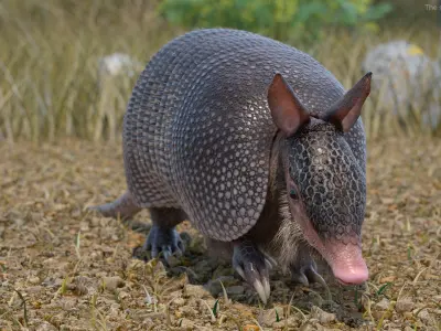  Armadillo in Walking Pose Black Fur for Cinema 4D 