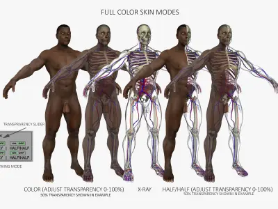 Full African American Male Anatomy 3D model