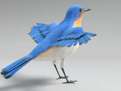  Bluebird Animated 