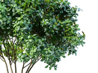 Decorative Evergreen Garden Street Tree 3D model