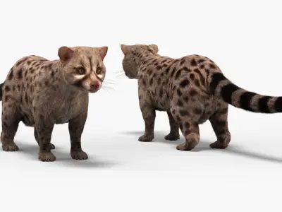  Asian Palm Civet Musang Spotted Coat Brown Fur Rigged 