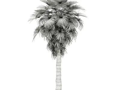 California Palm Tree 3D Model 7m 3D model