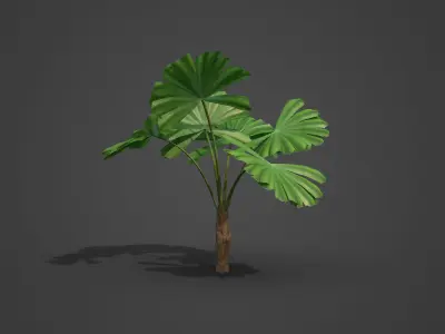 2021 PBR Queensland Fan Palm Collection - Licuala Ramsayi  3D model