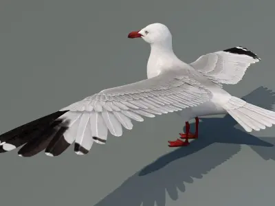  Seagull 