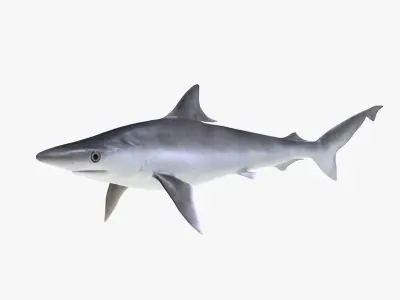 Sharks Big Collection Rigged for Cinema 4D 