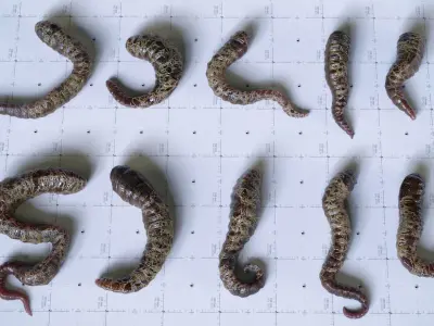 Alien Tendrils 22 Variants and Environment - 3D Asset Kit PBR Low-poly 3D model