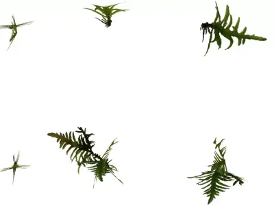 Realistic Moss Tuft  Ground Foliage 3D Model Pack  Low-poly 3D model
