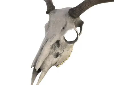 Deer Skull Low-poly 3D model