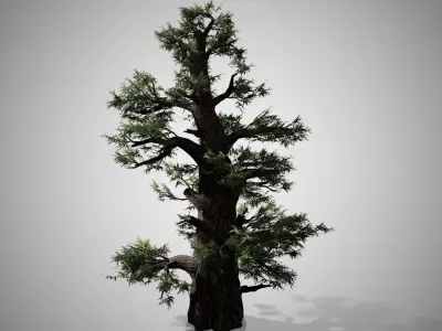 Western Juniper Tree Low-poly 3D model