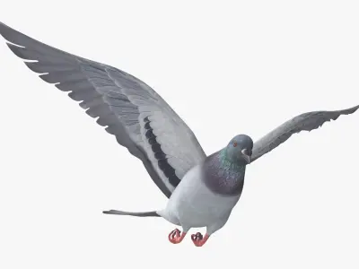  Urban Birds Collection 