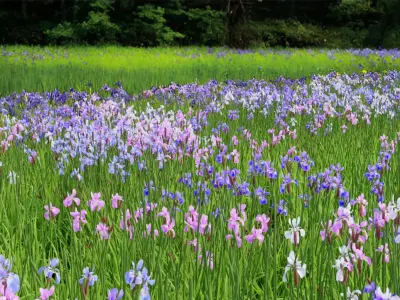 Iris sibirica 3D model