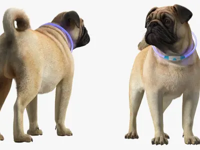  Pug Dog Wearing LED Collar Fur for Maya 