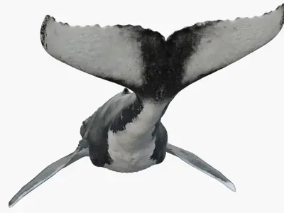  Humpback WhaleRiggedAnimated 