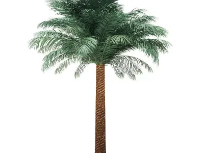 Silver Date Palm Tree 3D Model 5m 3D model