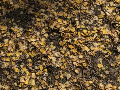Autumn leaves  Texture