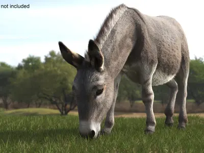  Grazing Donkey Animal Fur 