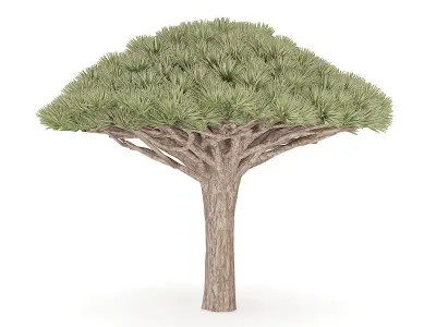 Dragon Tree 3D model